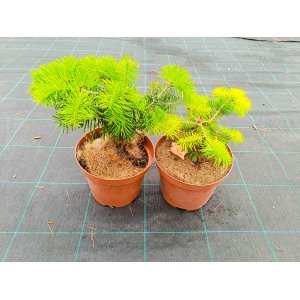 Normandská jedľa (Abies Nordmanniana) - výška 15-25 cm, kont. C3L